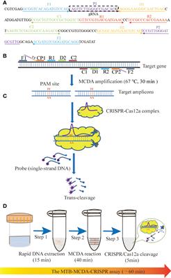 A CRISPR-Cas12a-based platform for ultrasensitive rapid highly specific detection of Mycobacterium tuberculosis in clinical application